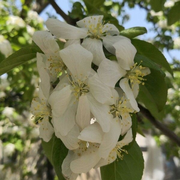 Malus baccata Flor