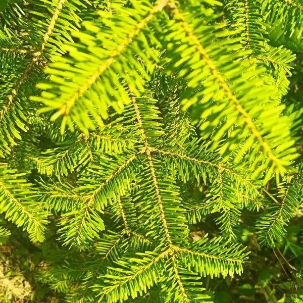 Abies balsamea ഇല