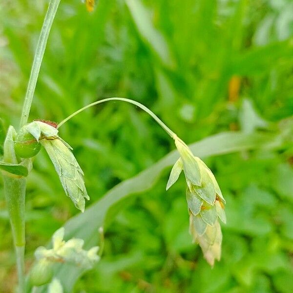 Coix lacryma-jobi Flower