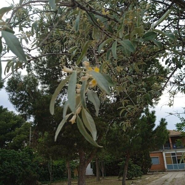Elaeagnus angustifolia Õis