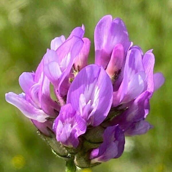 Astragalus danicus Bloem