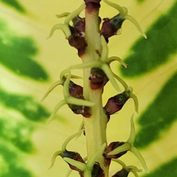 Codiaeum variegatum Blodyn