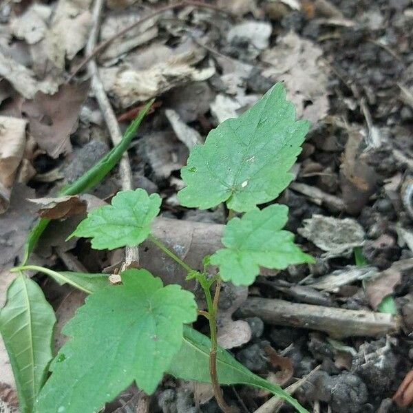 Vitis rotundifolia 叶