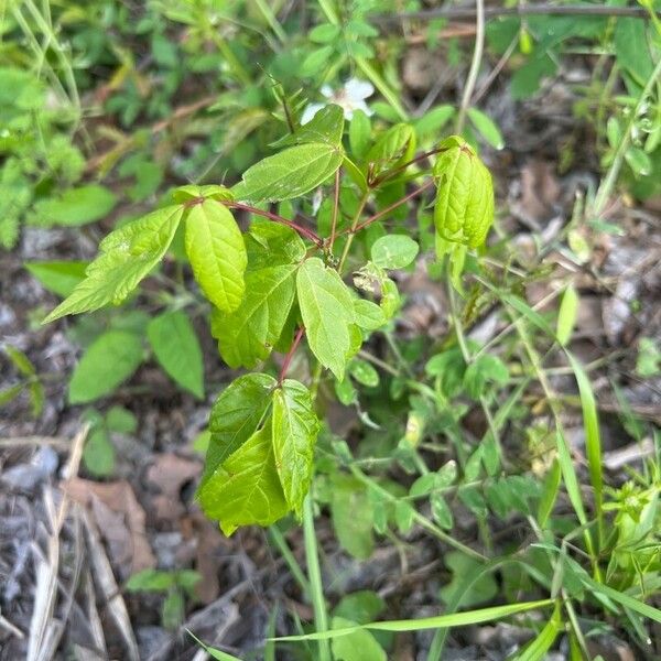 Toxicodendron radicans ᱥᱟᱠᱟᱢ