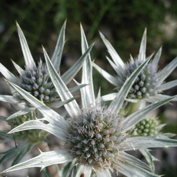 Eryngium bourgatii 花