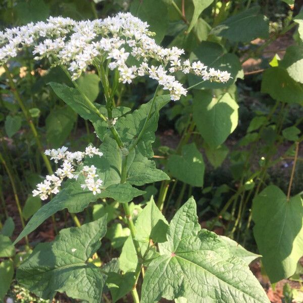 Fagopyrum esculentum Flower