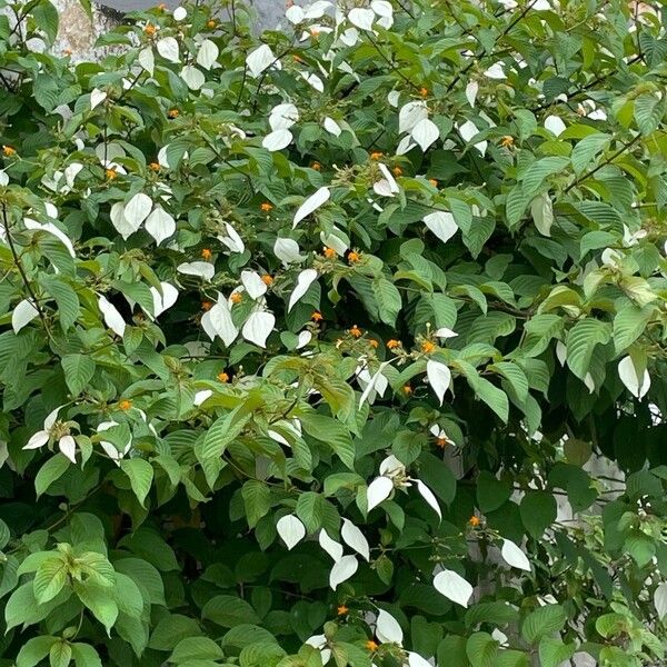 Mussaenda frondosa 葉