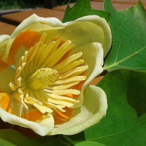 Liriodendron tulipifera Fiore