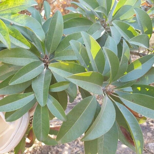 Manilkara zapota Leaf