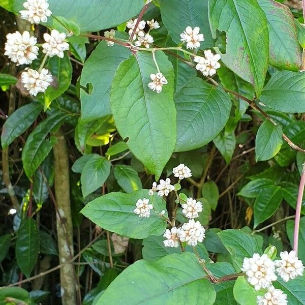 Persicaria chinensis Flower