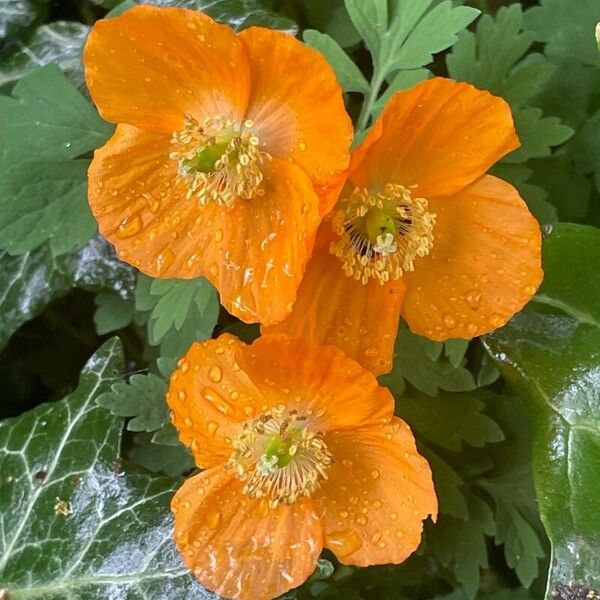 Papaver cambricum Blomst