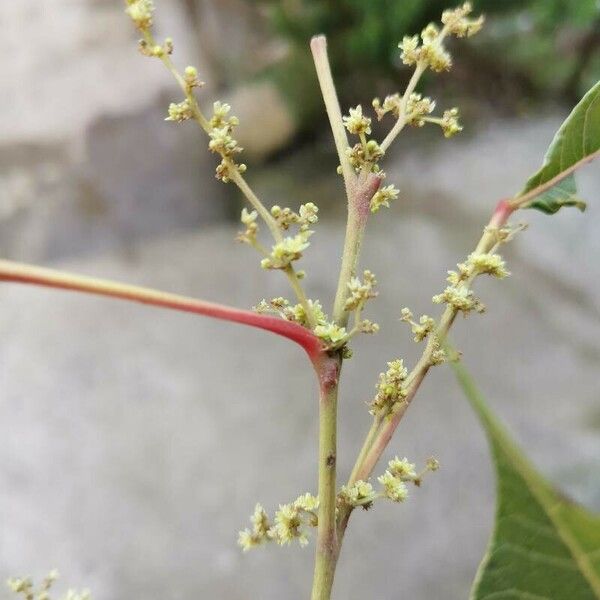 Allophylus abyssinicus Flower