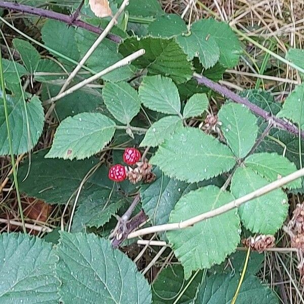 Rubus gratus Fruit