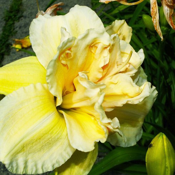 Hemerocallis lilioasphodelus Flower