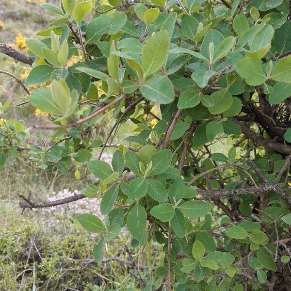 Lonicera etrusca Levél