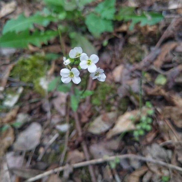 Arabis alpina Flor