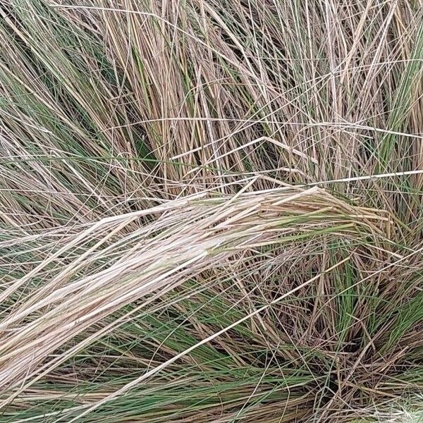 Stipa pennata 葉