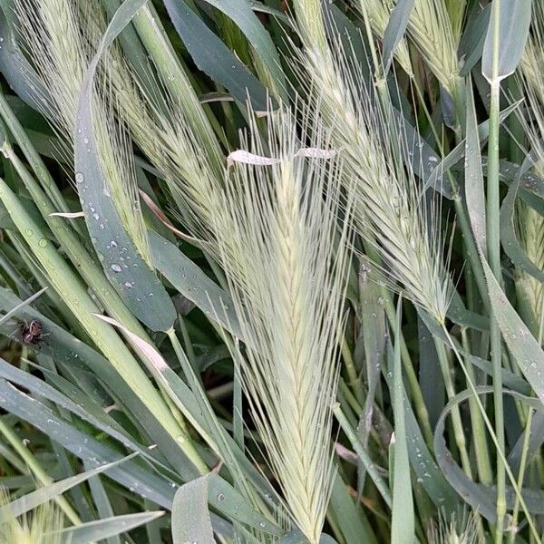 Hordeum murinum Λουλούδι