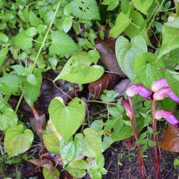 Aeginetia indica 整株植物