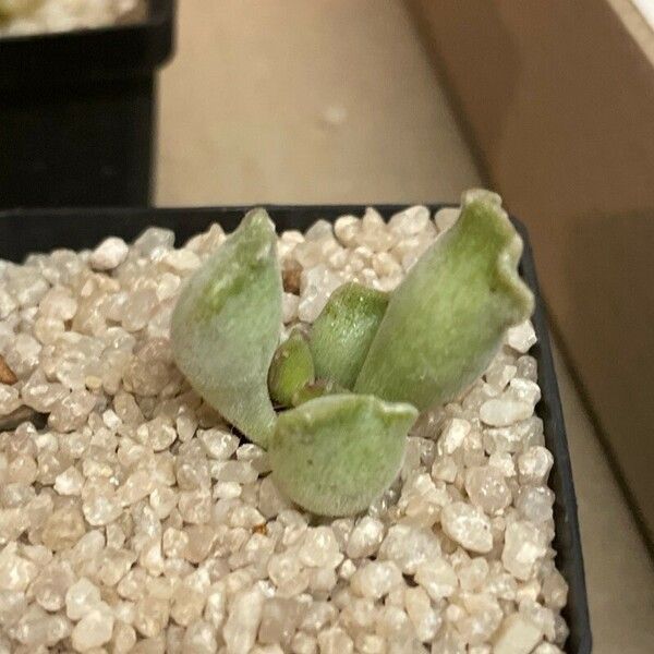 Adromischus cristatus Leaf