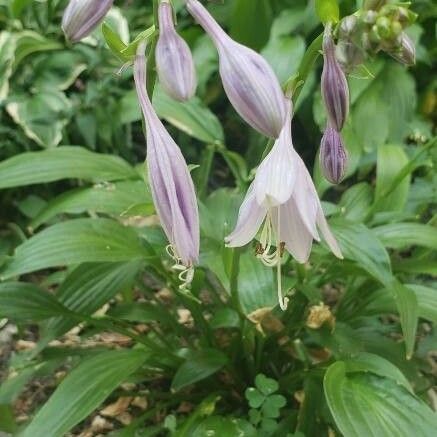 Hosta lancifolia Flower