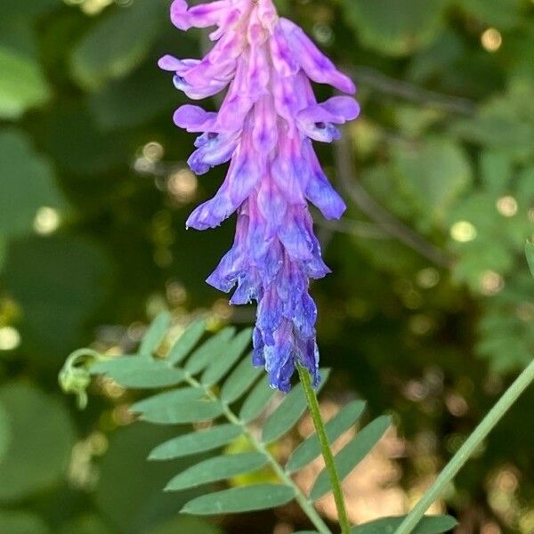 Vicia cracca फूल