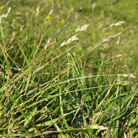 Danthonia decumbens Alkat (teljes növény)