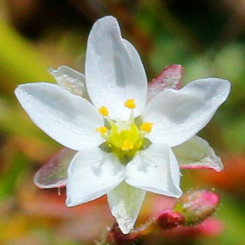 Spergula pentandra Flower