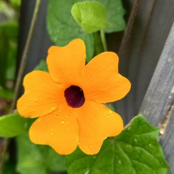 Thunbergia alata Flower