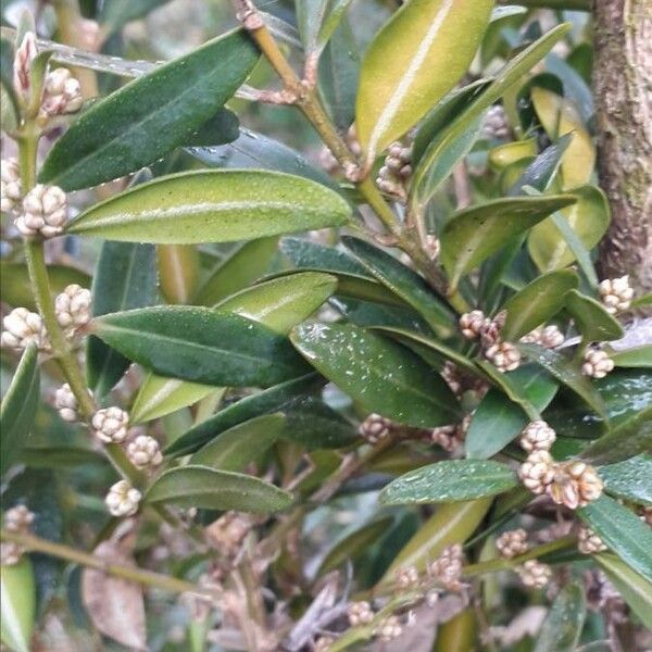 Buxus sempervirens फूल