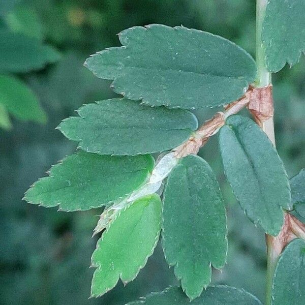 Begonia foliosa Folha