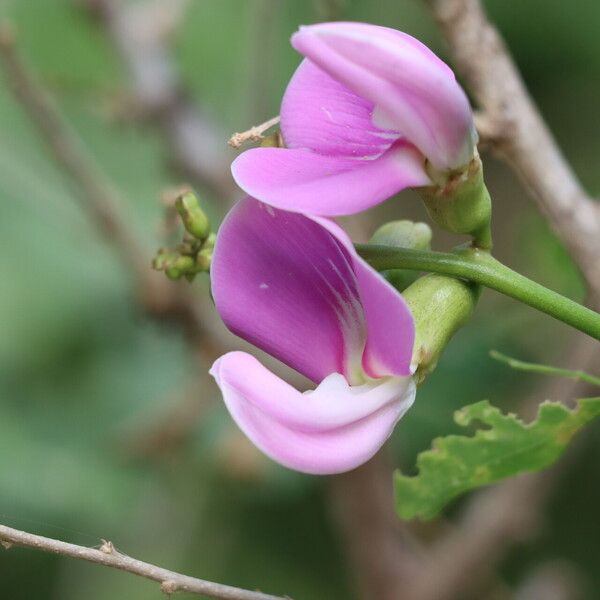 Canavalia rosea Цвят