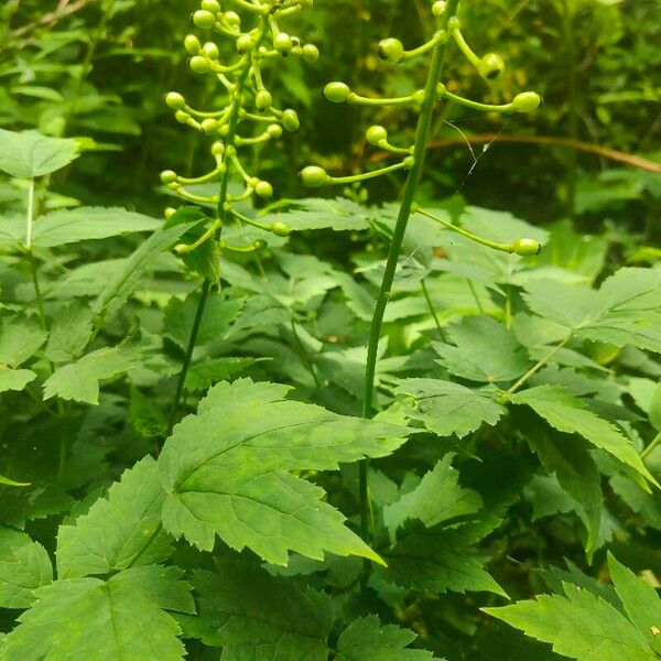 Actaea pachypoda Leaf