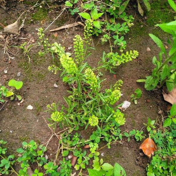 Lepidium bonariense Lapas