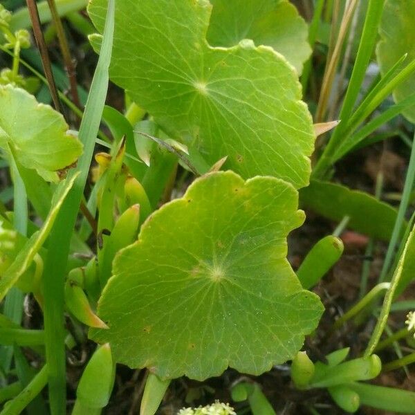 Hydrocotyle verticillata Лист