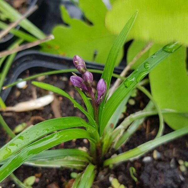 Liriope graminifolia Sonstige