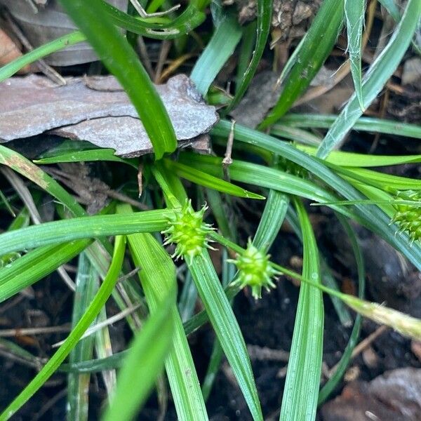 Carex oederi Flower