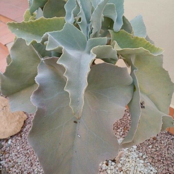 Kalanchoe beharensis Leaf