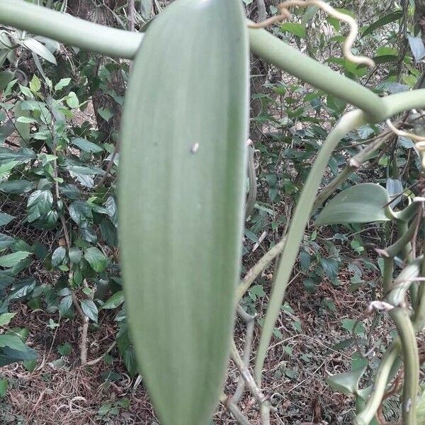 Vanilla planifolia Levél