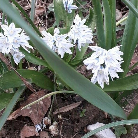 Puschkinia scilloides പുഷ്പം