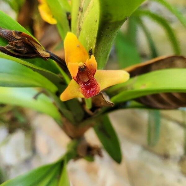 Maxillaria variabilis Цвят