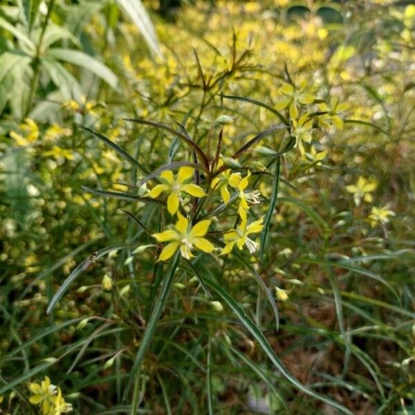 Lysimachia lanceolata Kwiat