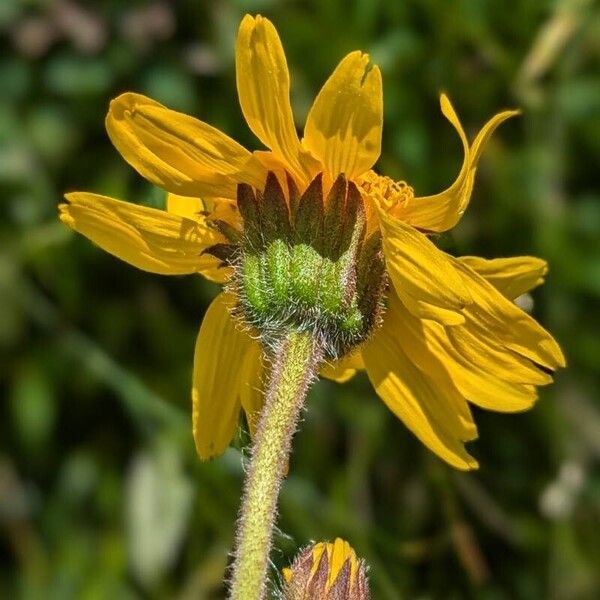 Arnica montana Kukka