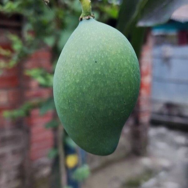 Mangifera indica ফল