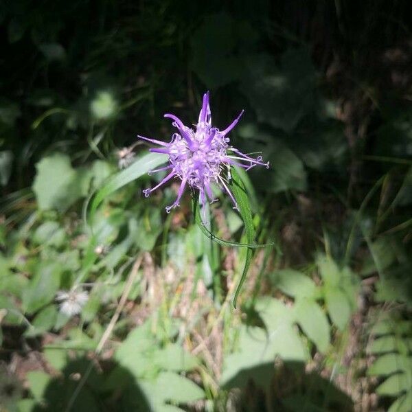 Phyteuma scheuchzeri Flors