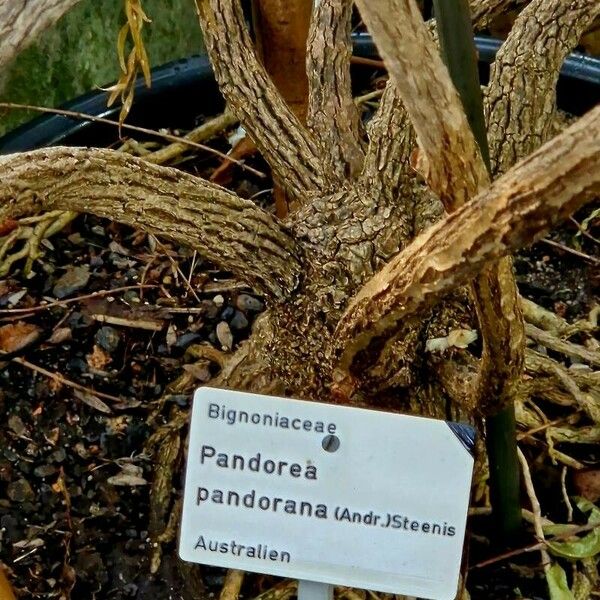 Pandorea pandorana 樹皮