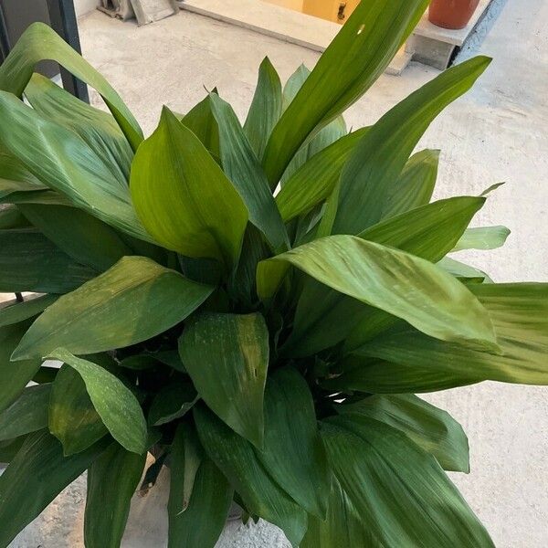 Aspidistra elatior Deilen