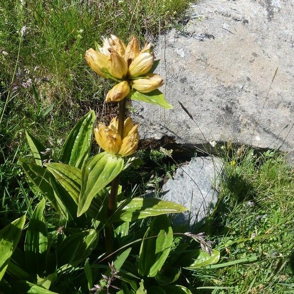 Gentiana punctata Habitat