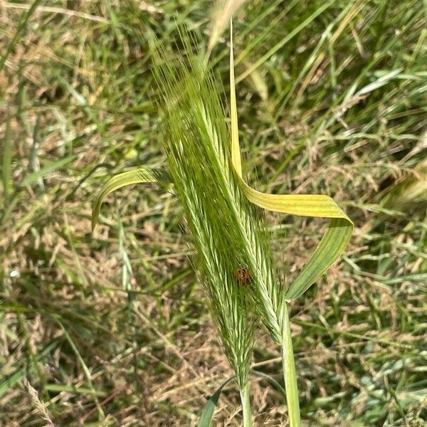 Hordeum murinum Blüte