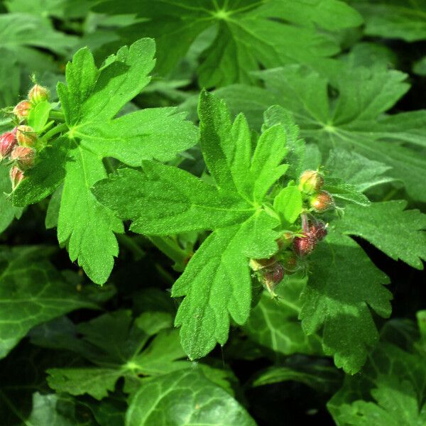 Geranium macrorrhizum Blüte